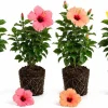 4 Pack Hardy Hibiscus Live Plants – 4-7 Inches Tall Assorted Shrubs - Image 1