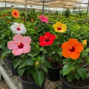 4 Pack Hardy Hibiscus Live Plants – 4-7 Inches Tall Assorted Shrubs - Image 6