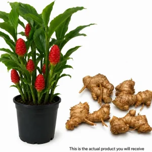 5 Awapuhi Shampoo Ginger Rhizomes - Zingiber Zerumbet Roots for Indoor/Outdoor - Image 2