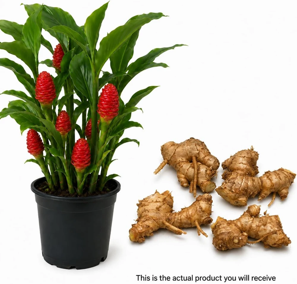 5 Awapuhi Shampoo Ginger Rhizomes - Zingiber Zerumbet Roots for Indoor/Outdoor - Image 2