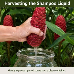 5 Awapuhi Shampoo Ginger Rhizomes - Zingiber Zerumbet Roots for Indoor/Outdoor - Image 3