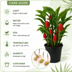 5 Awapuhi Shampoo Ginger Rhizomes - Zingiber Zerumbet Roots for Indoor/Outdoor - Image 6