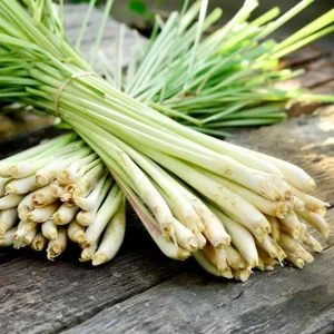 5 Live Lemongrass Plants, 4-6 Inches Tall, Well-Rooted Herb Starters - Image 4
