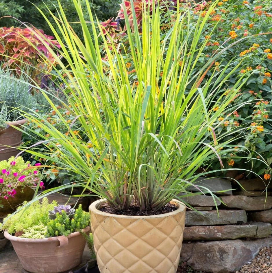 5 Live Lemongrass Plants, 4-6 Inches Tall, Well-Rooted Herb Starters - Image 5
