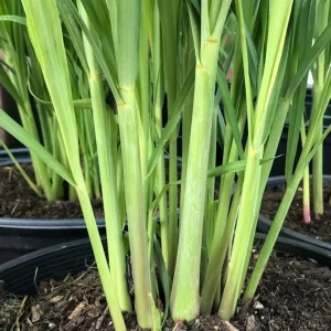 5 Live Lemongrass Plants, 4-6 Inches Tall, Well-Rooted Herb Starters - Image 6