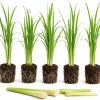5 Live Lemongrass Plants, 4-6 Inches Tall, Well-Rooted Herb Starters - Image 1