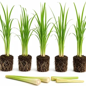 5 Live Lemongrass Plants, 4-6 Inches Tall, Well-Rooted Herb Starters - Image 1