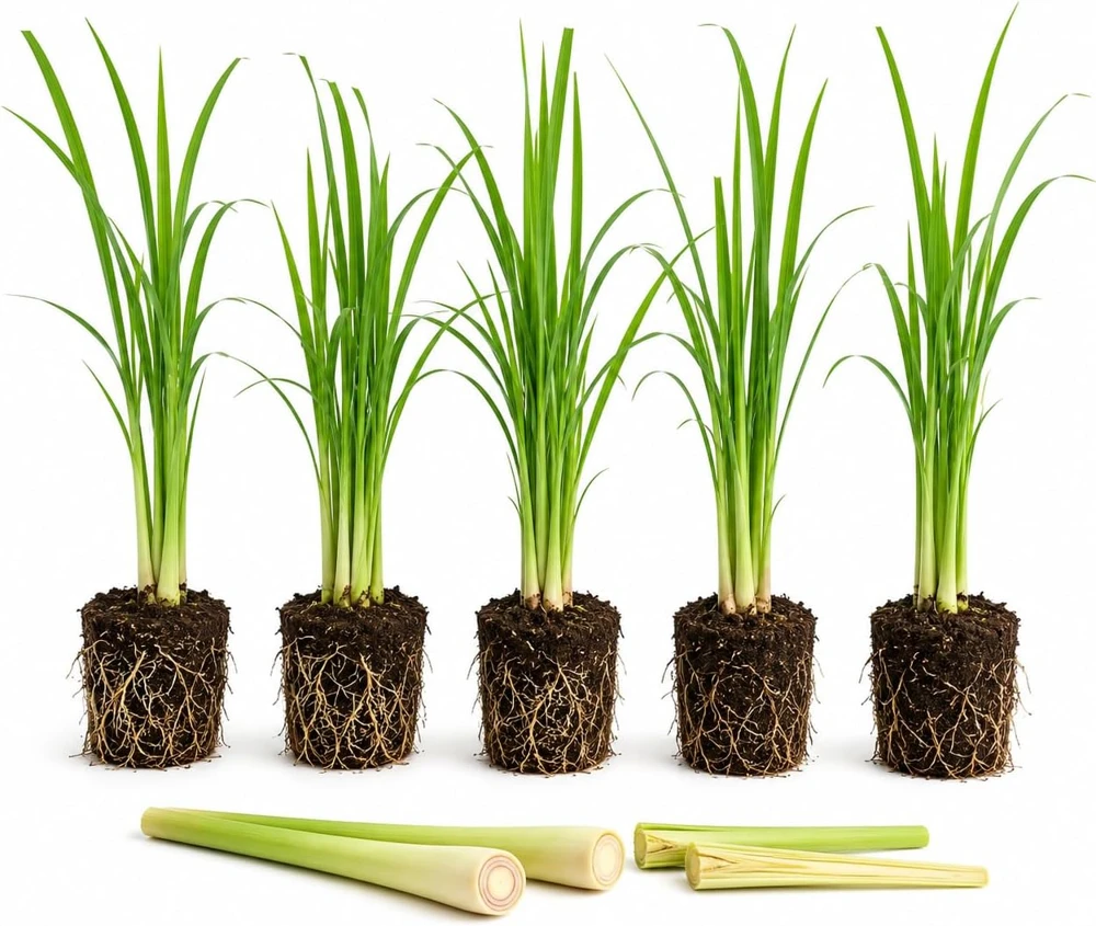 5 Live Lemongrass Plants, 4-6 Inches Tall, Well-Rooted Herb Starters - Image 1