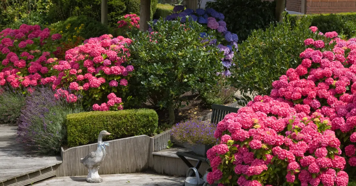6 Best Shrubs to Plant in August You Must Try