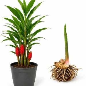 7 Awapuhi Shampoo Ginger Rhizomes - Zingiber Zerumbet Pinecone Roots for Planting - Image 2