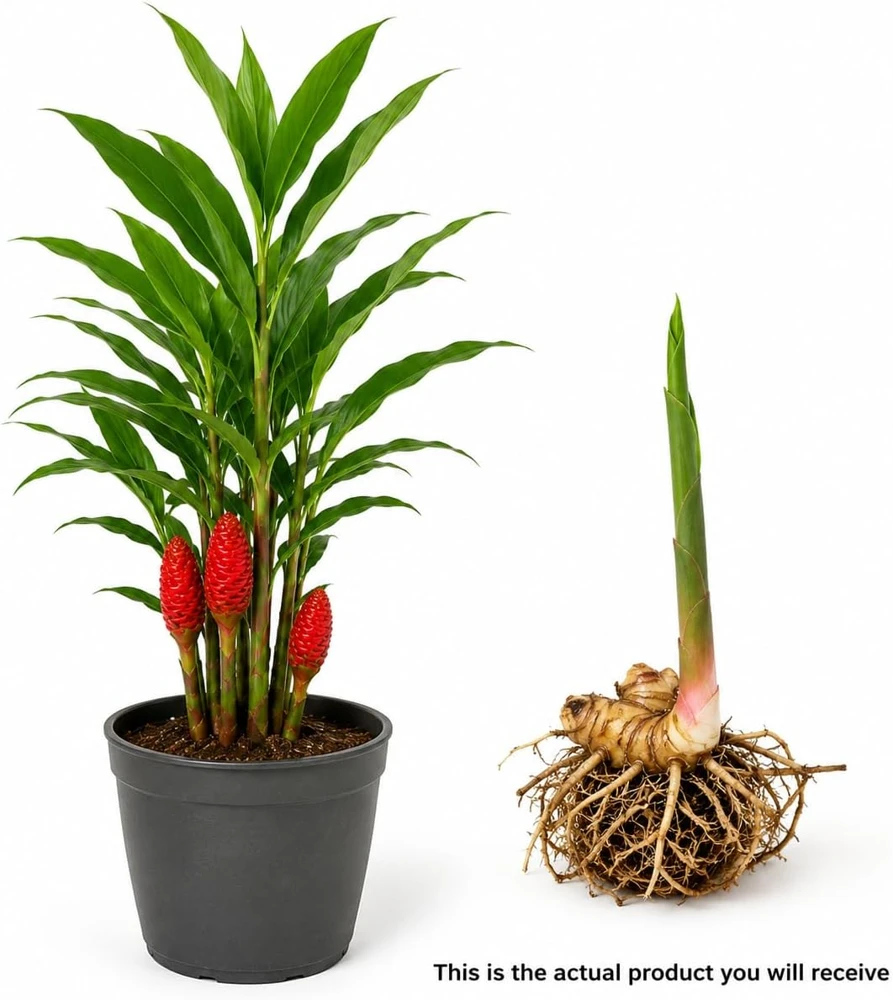 7 Awapuhi Shampoo Ginger Rhizomes - Zingiber Zerumbet Pinecone Roots for Planting - Image 2