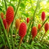 7 Awapuhi Shampoo Ginger Rhizomes - Zingiber Zerumbet Pinecone Roots for Planting - Image 1