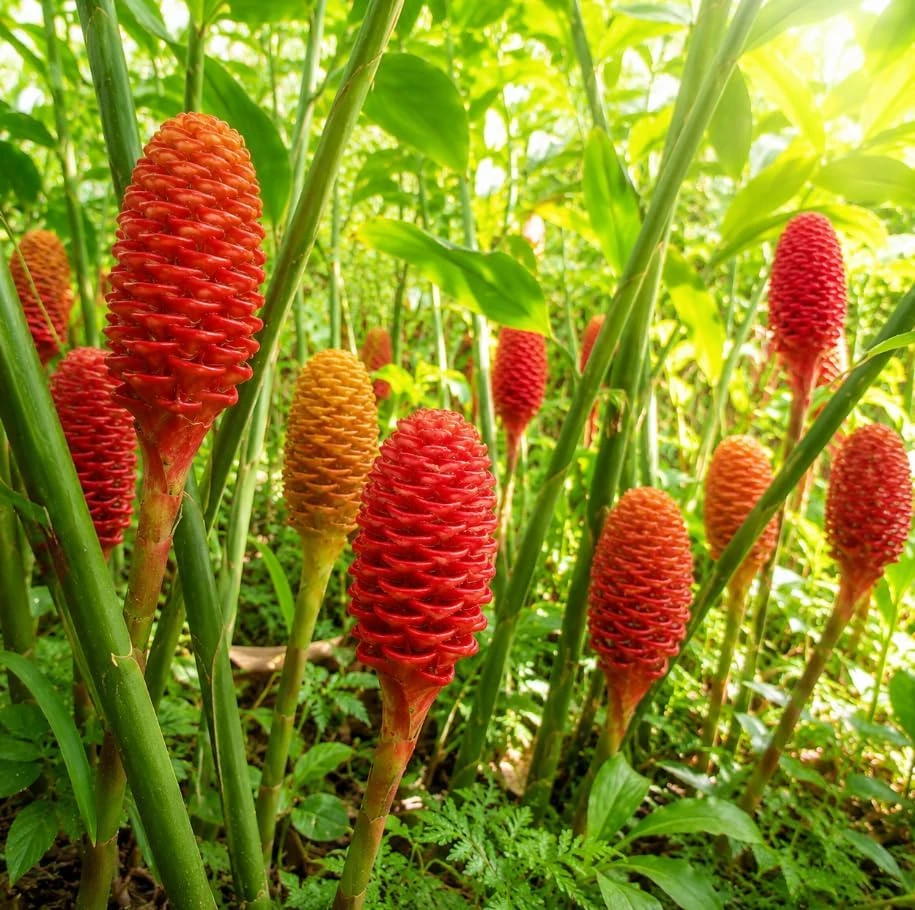 7 Awapuhi Shampoo Ginger Rhizomes - Zingiber Zerumbet Pinecone Roots for Planting - Image 1