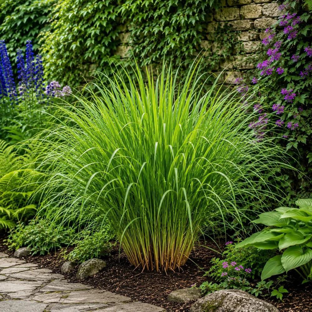 7 Live Lemongrass Starter Plants - Rooted Herb, 4-6 Inches Tall, Outdoor - Image 2