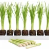 7 Live Lemongrass Starter Plants - Rooted Herb, 4-6 Inches Tall, Outdoor - Image 1