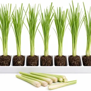 7 Live Lemongrass Starter Plants - Rooted Herb, 4-6 Inches Tall, Outdoor - Image 1