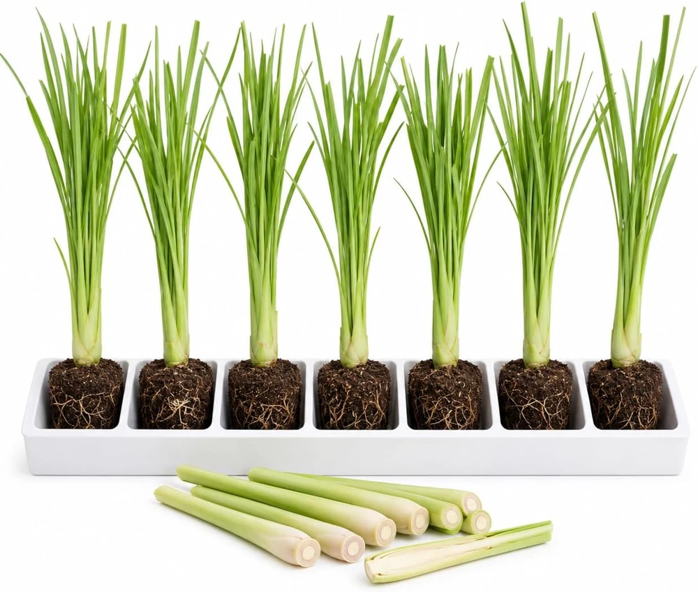 7 Live Lemongrass Starter Plants - Rooted Herb, 4-6 Inches Tall, Outdoor - Image 1