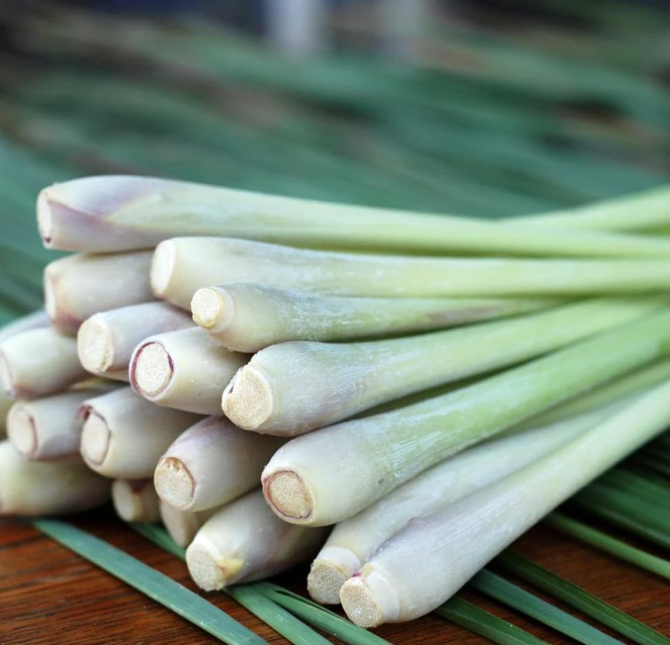 7 Live Lemongrass Starter Plants - Rooted Herb, 4-6 Inches Tall, Outdoor - Image 6
