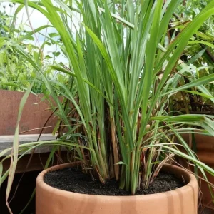 7 Live Lemongrass Starter Plants - Rooted Herb, 4-6 Inches Tall, Outdoor - Image 7