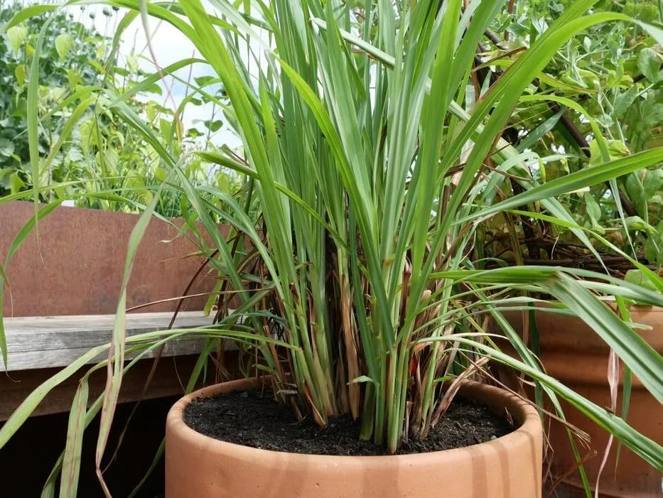 7 Live Lemongrass Starter Plants - Rooted Herb, 4-6 Inches Tall, Outdoor - Image 7