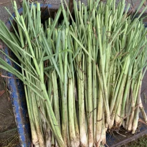 7 Live Lemongrass Starter Plants - Rooted Herb, 4-6 Inches Tall, Outdoor - Image 8