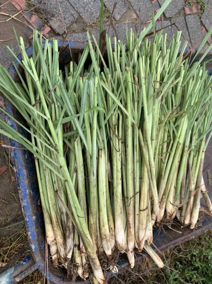 7 Live Lemongrass Starter Plants - Rooted Herb, 4-6 Inches Tall, Outdoor - Image 8