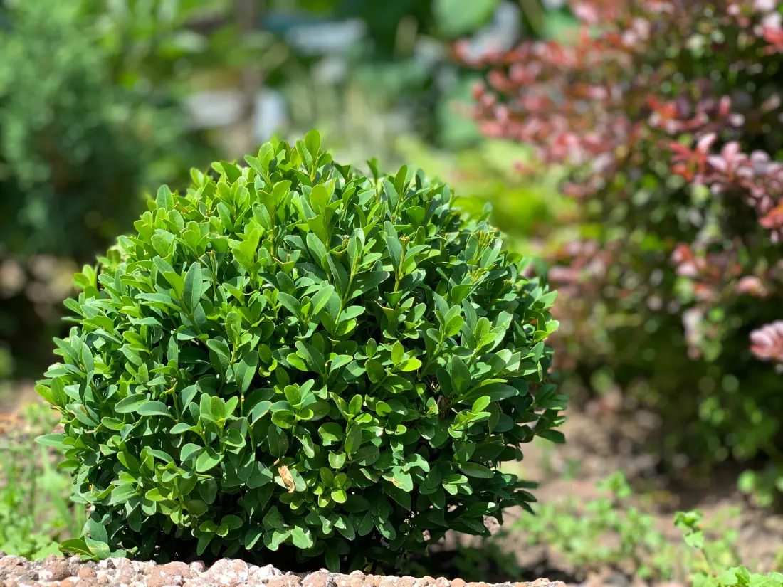 Green Mountain Boxwood