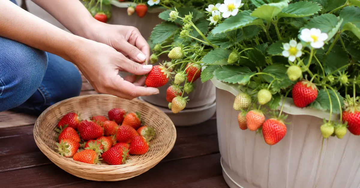Growing Everbearing Strawberries in Containers A Complete Guide for Beginners