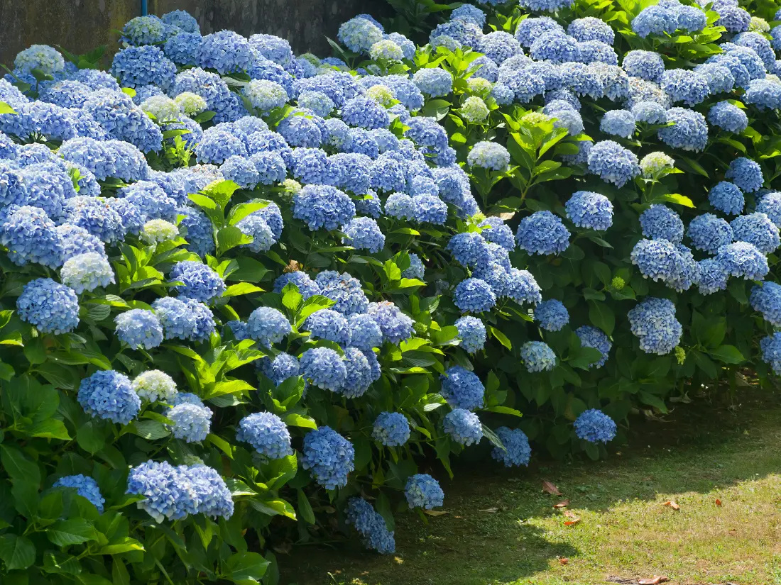 Hydrangea - plant shrubs in august
