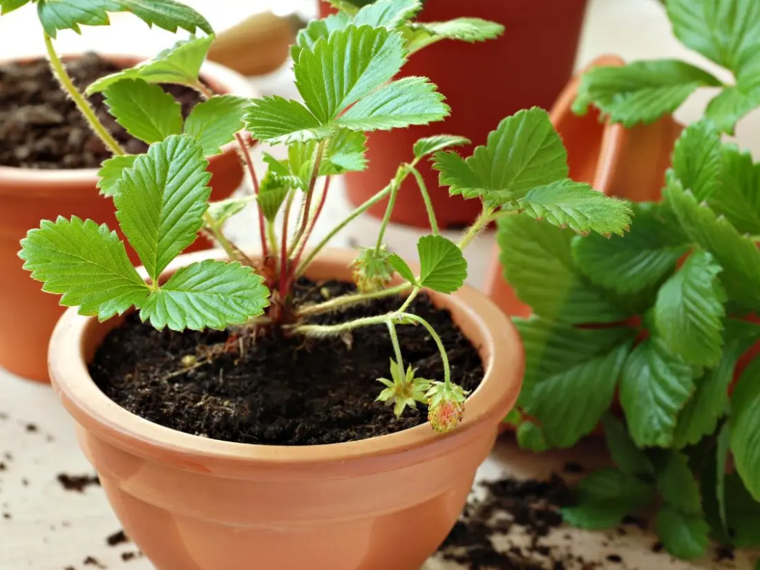 Preparing for Growing Everbearing Strawberries in Pots