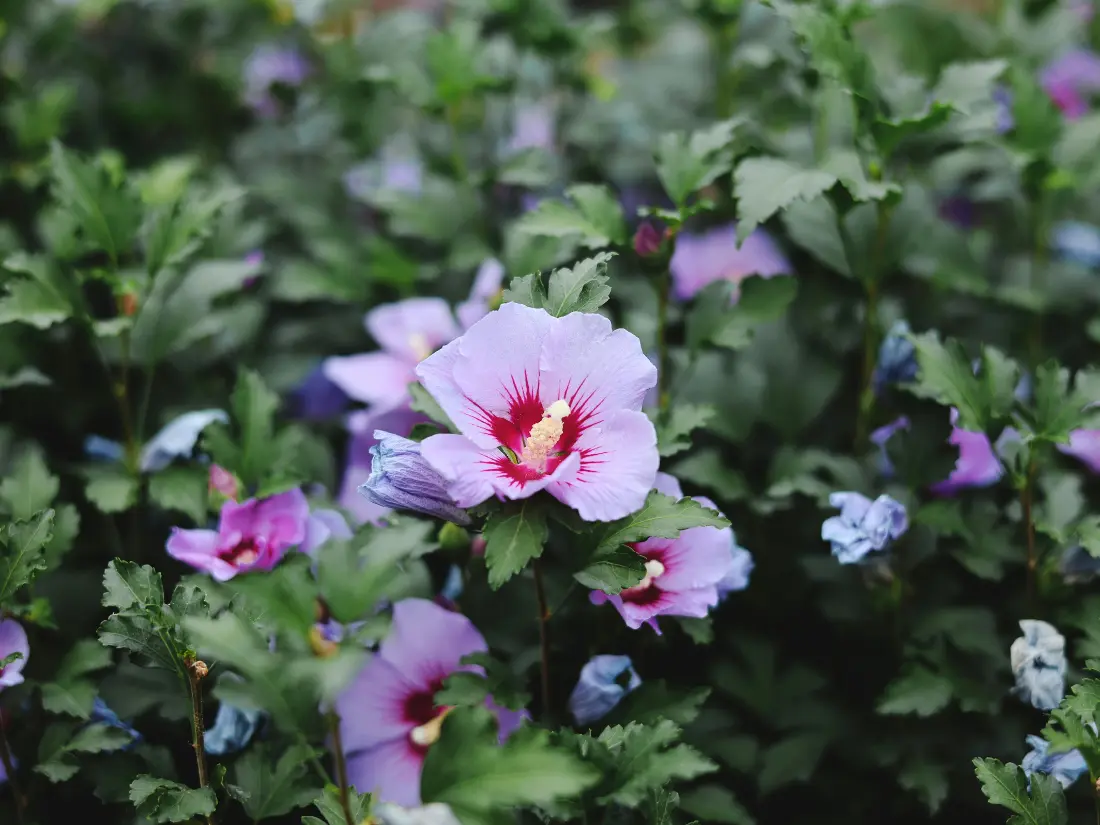 Rose of Sharon