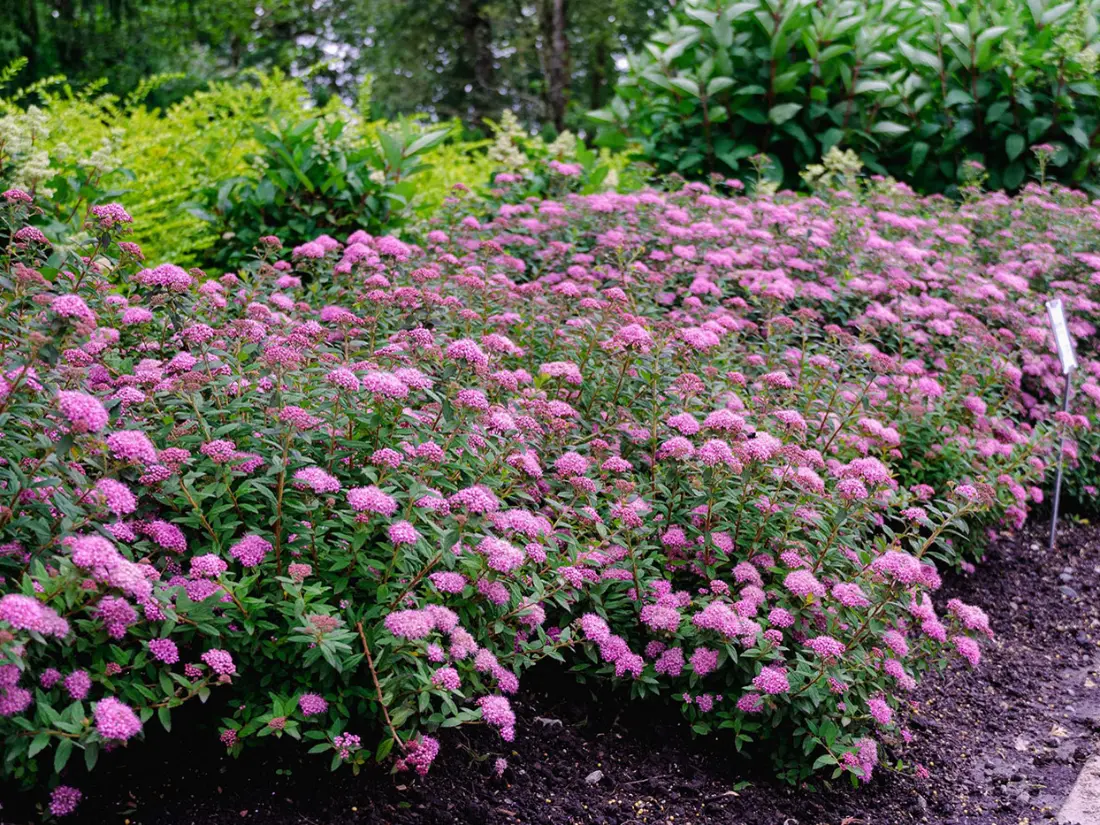 Spirea shrubs