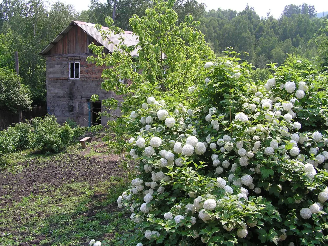 Viburnum