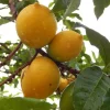 Abiu Fruit Tree - Yellow Caimito Live Plant - Tropical Fruit Tree 10-24in - Image 1