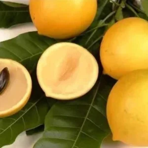 Abiu Fruit Tree - Yellow Caimito Live Plant - Tropical Fruit Tree 10-24in - Image 2