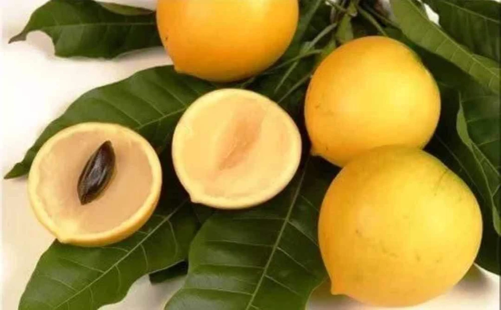 Abiu Fruit Tree - Yellow Caimito Live Plant - Tropical Fruit Tree 10-24in - Image 2