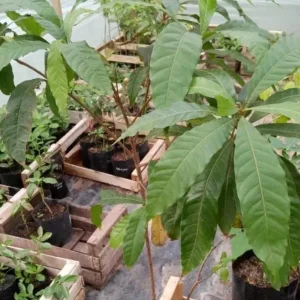 Abiu Fruit Tree - Yellow Caimito Live Plant - Tropical Fruit Tree 10-24in - Image 3