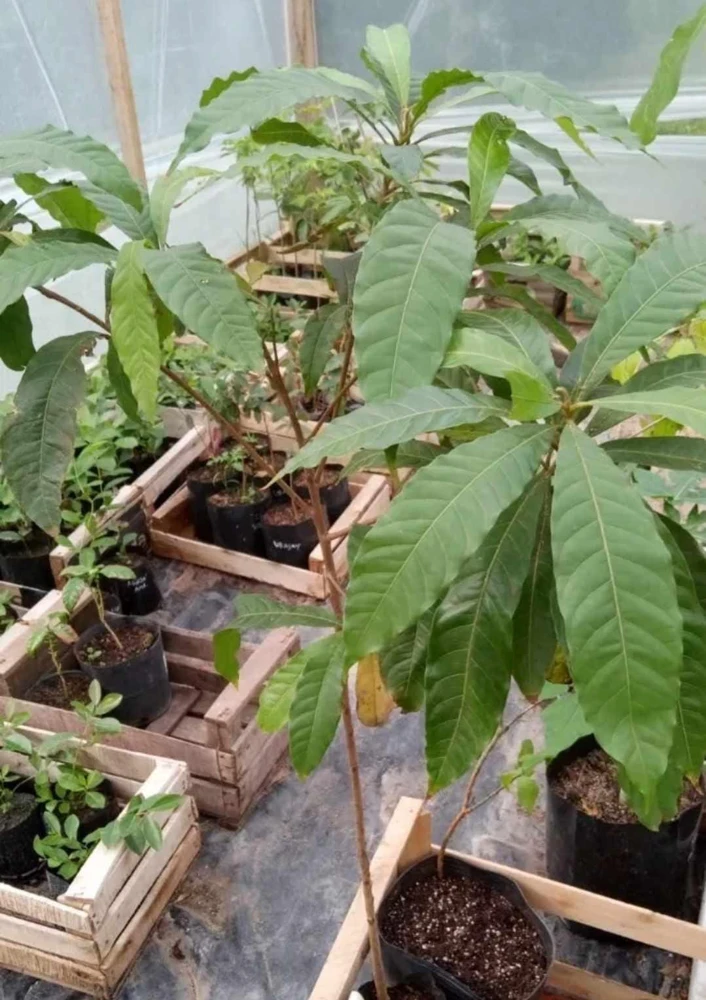 Abiu Fruit Tree - Yellow Caimito Live Plant - Tropical Fruit Tree 10-24in - Image 3