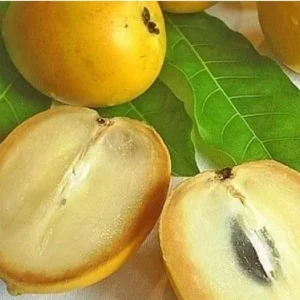 Abiu Fruit Tree - Yellow Caimito Live Plant - Tropical Fruit Tree 10-24in - Image 4