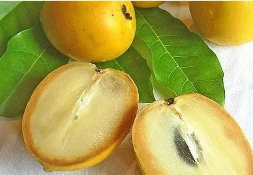 Abiu Fruit Tree - Yellow Caimito Live Plant - Tropical Fruit Tree 10-24in - Image 4