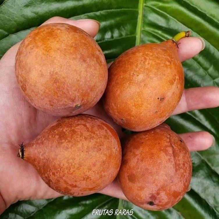 Achachairu Live Fruit Tree 18-24 inch - Tropical Edible Plant - Image 2