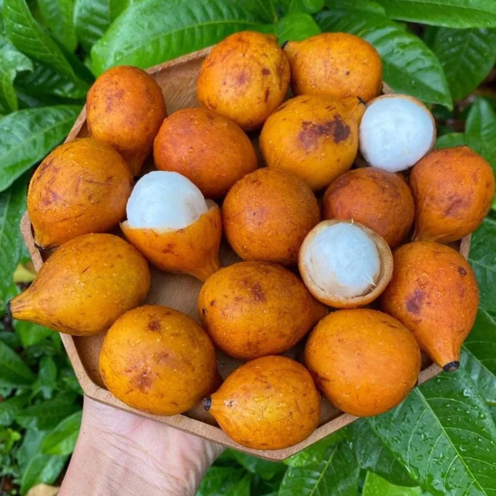 Achachairu Live Fruit Tree 18-24 inch - Tropical Edible Plant - Image 3