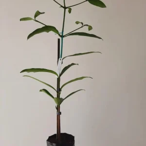 Achachairu Live Fruit Tree 18-24 inch - Tropical Edible Plant - Image 4