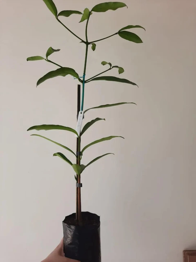 Achachairu Live Fruit Tree 18-24 inch - Tropical Edible Plant - Image 4