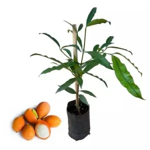 Achachairu Live Fruit Tree 18-24 inch - Tropical Edible Plant - Image 5
