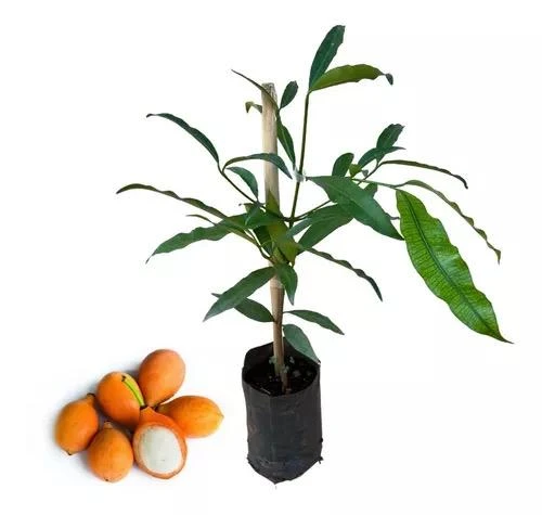 Achachairu Live Fruit Tree 18-24 inch - Tropical Edible Plant - Image 5