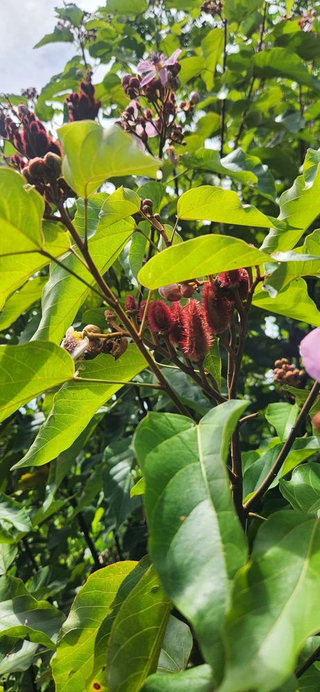 Achiote Live Tree (Bixa Orellana) Pigmento Plant 18-24 Inches Tall - Image 2