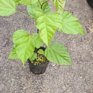 Achiote Live Tree (Bixa Orellana) Pigmento Plant 18-24 Inches Tall - Image 3