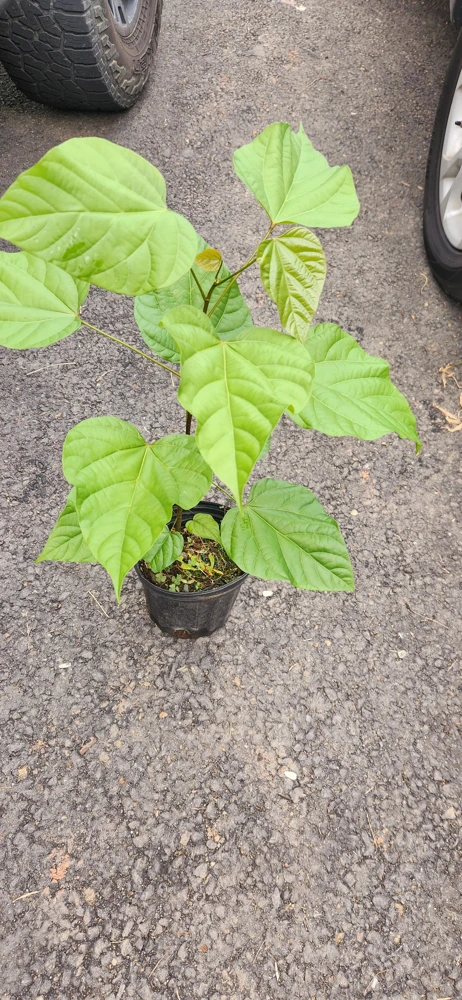 Achiote Live Tree (Bixa Orellana) Pigmento Plant 18-24 Inches Tall - Image 3