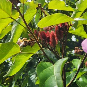 Achiote Live Tree (Bixa Orellana) Pigmento Plant 18-24 Inches Tall - Image 1